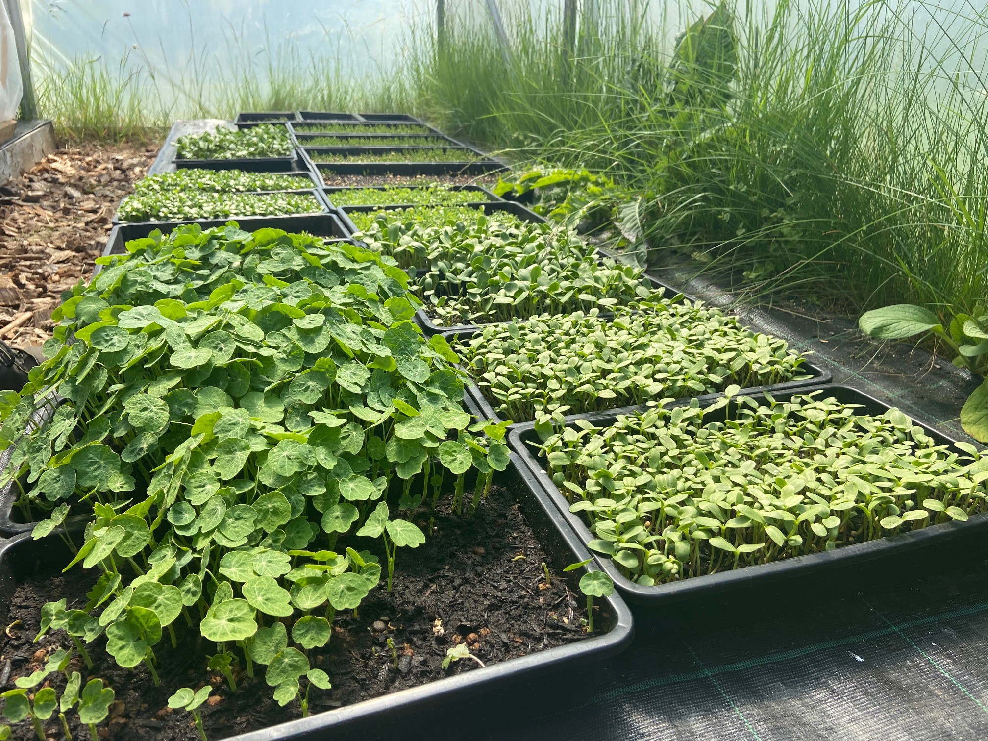 Lille Evig Grøntsager