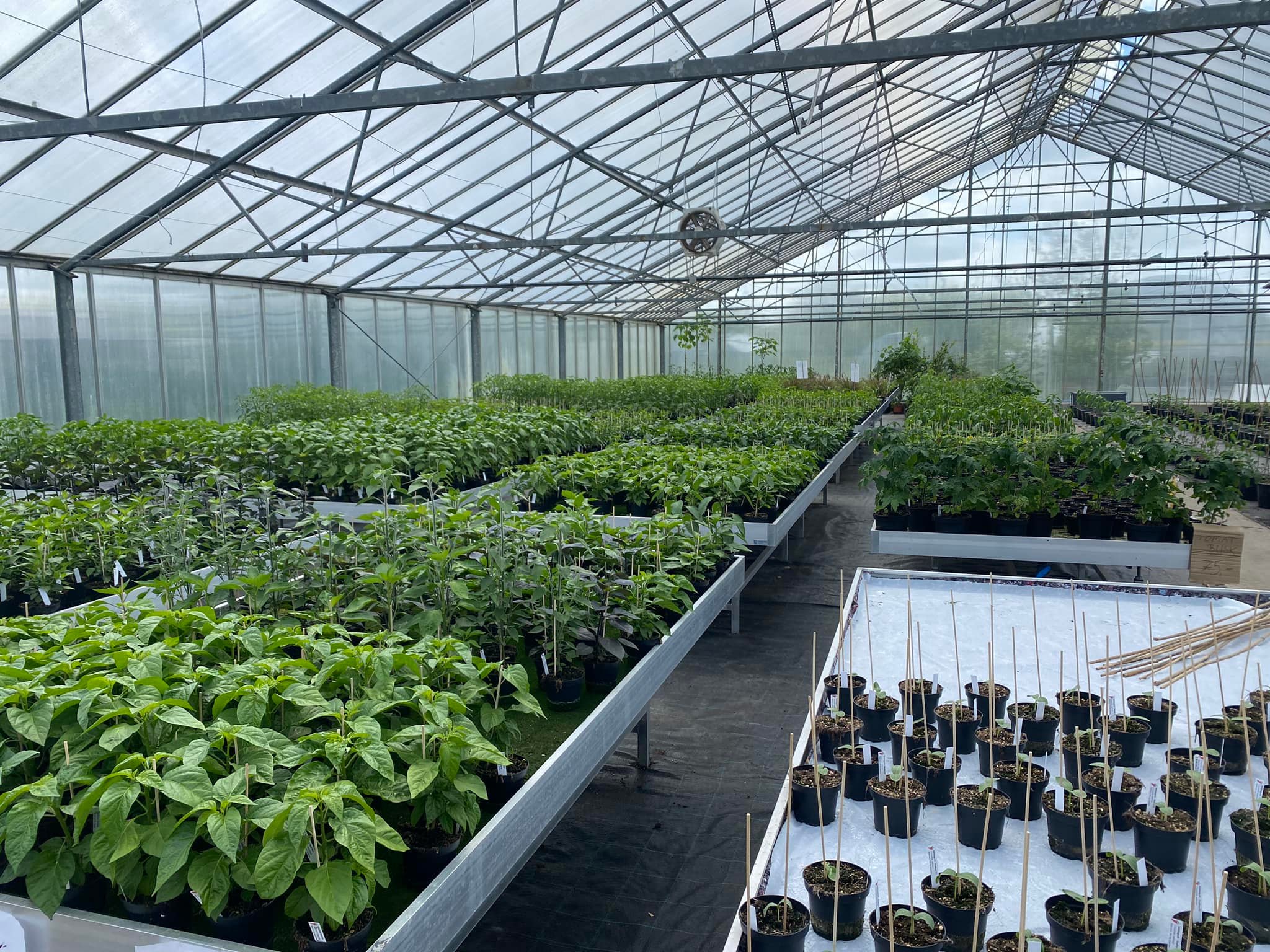 Bjarne's frø og planter