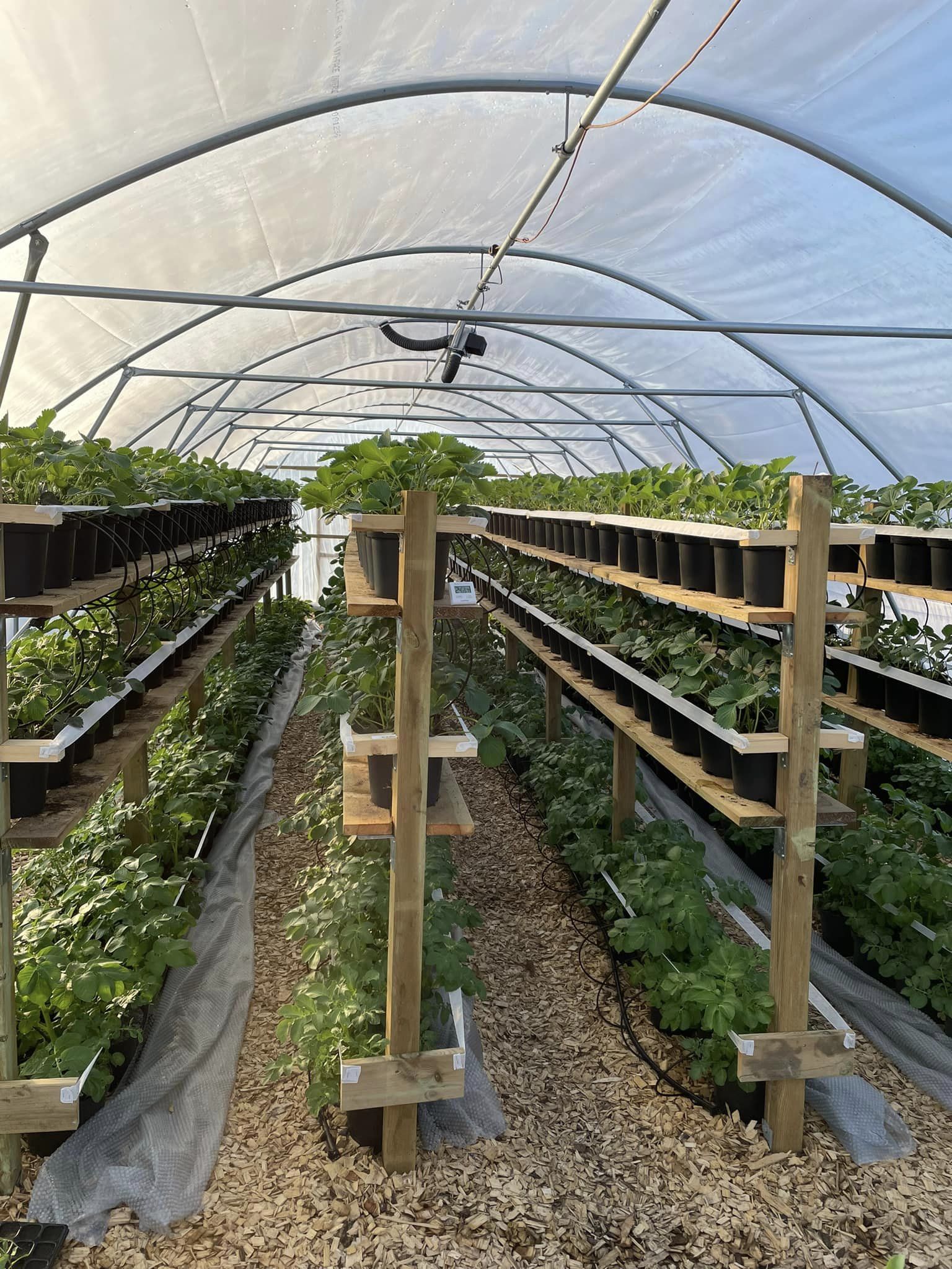 Vorgod Østerby frugt & grønt