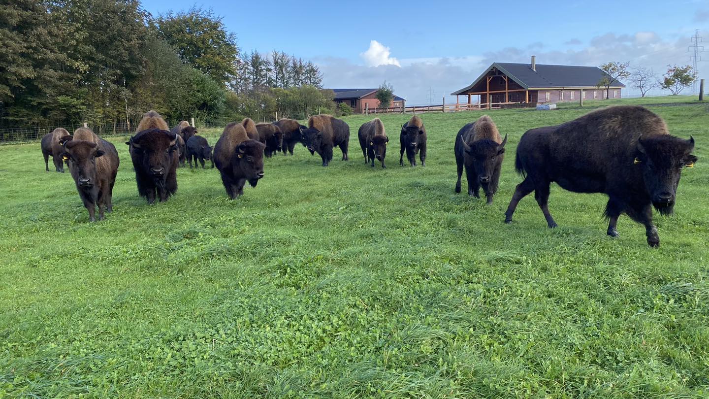 433953984 926948952550724 3989981609157171149 N