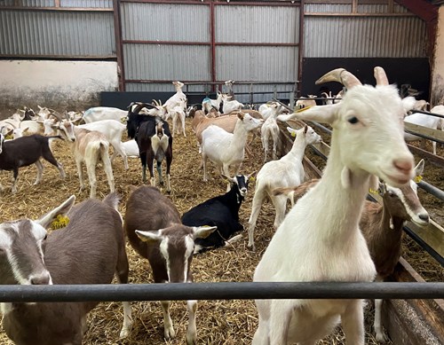 Noergaards Geder2 (1)