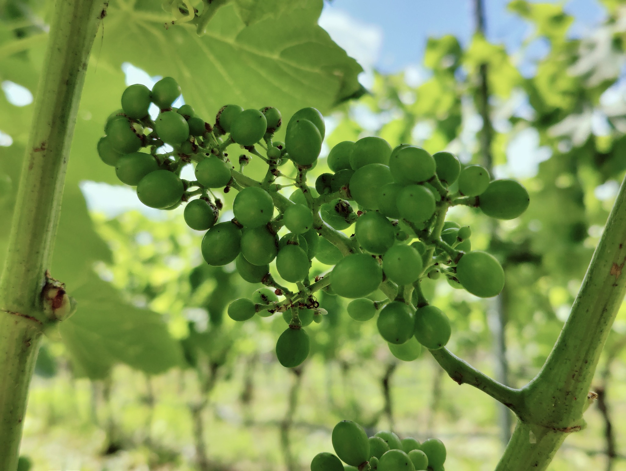 Vingården Den plettede hest